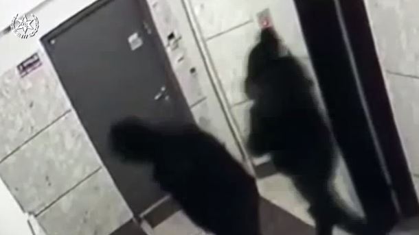 עיירה בקנטקי בחרה בכלב לראשות העיר • הכותרות מהעולם עיירה בקנטקי בחרה בכלב לראשות העיר • הכותרות מהעולם