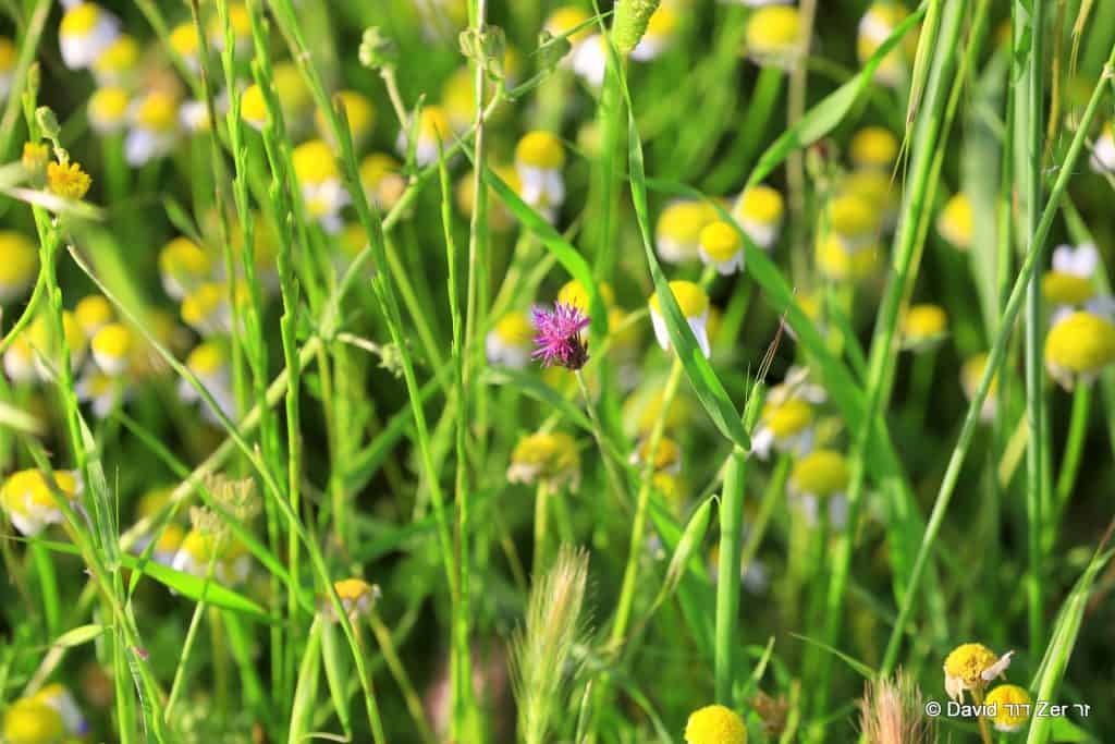 אל תפספסו את התיעוד המדהים: הרשב"י ממעוף ציפור