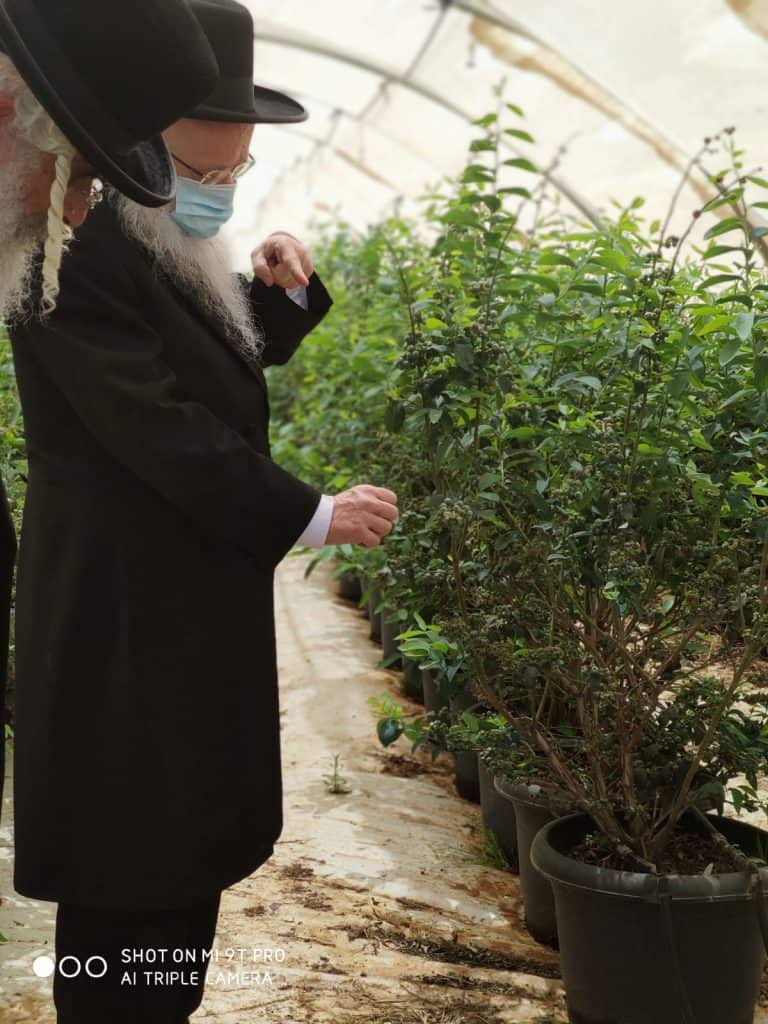 וַעֲרַלְתֶּם עָרְלָתוֹ: צפו בהגר"י אפרתי במטע אוכמניות