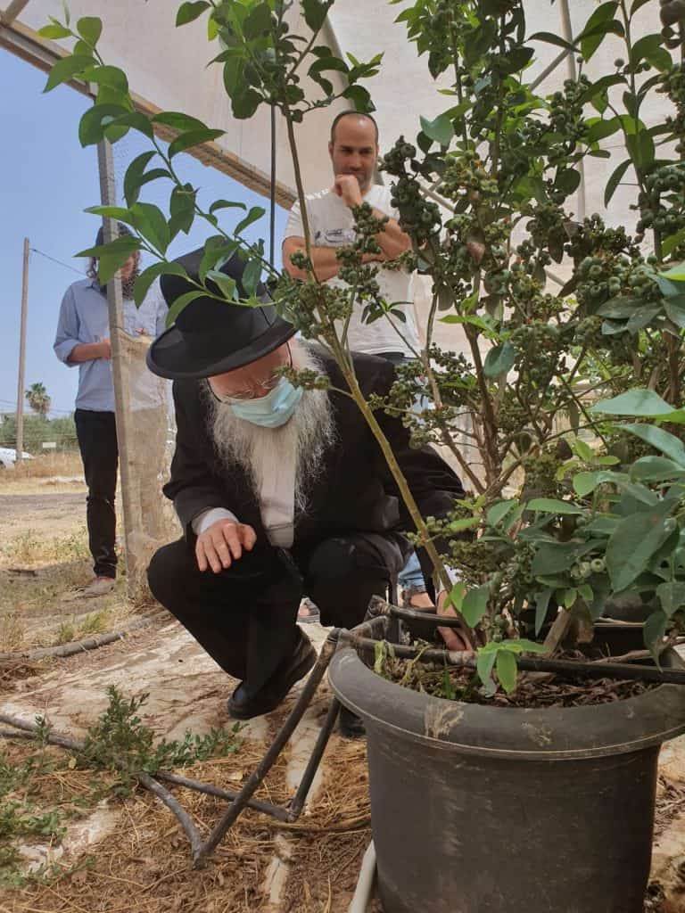 וַעֲרַלְתֶּם עָרְלָתוֹ: צפו בהגר"י אפרתי במטע אוכמניות