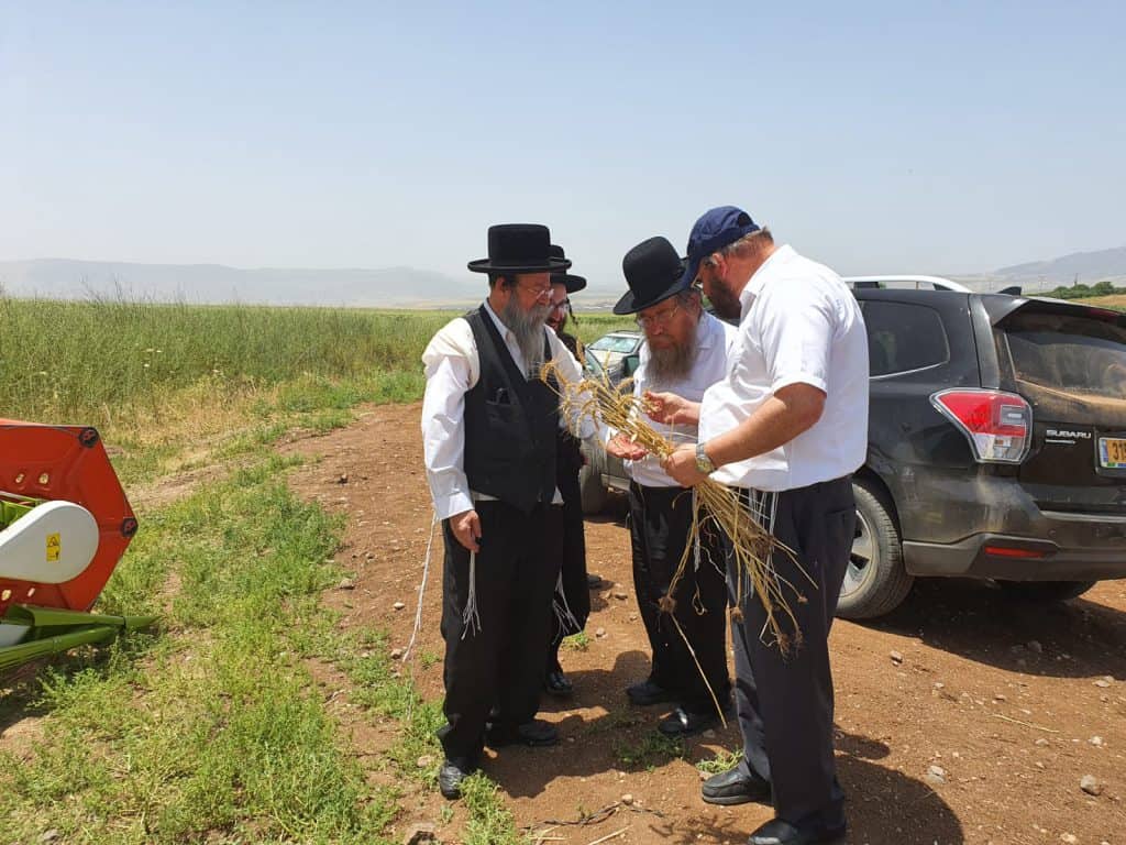 שְׁלוּחֵי בֵּית דִּין יוֹצְאִים מֵעֶרֶב יוֹם טוֹב: ב'שארית' יצאו לקצור חיטה לפסח תשפ"א