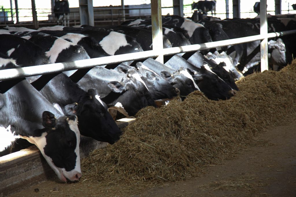 בין רפורמת החלב למהומות האופוזיציה וניסיונות הטיוח