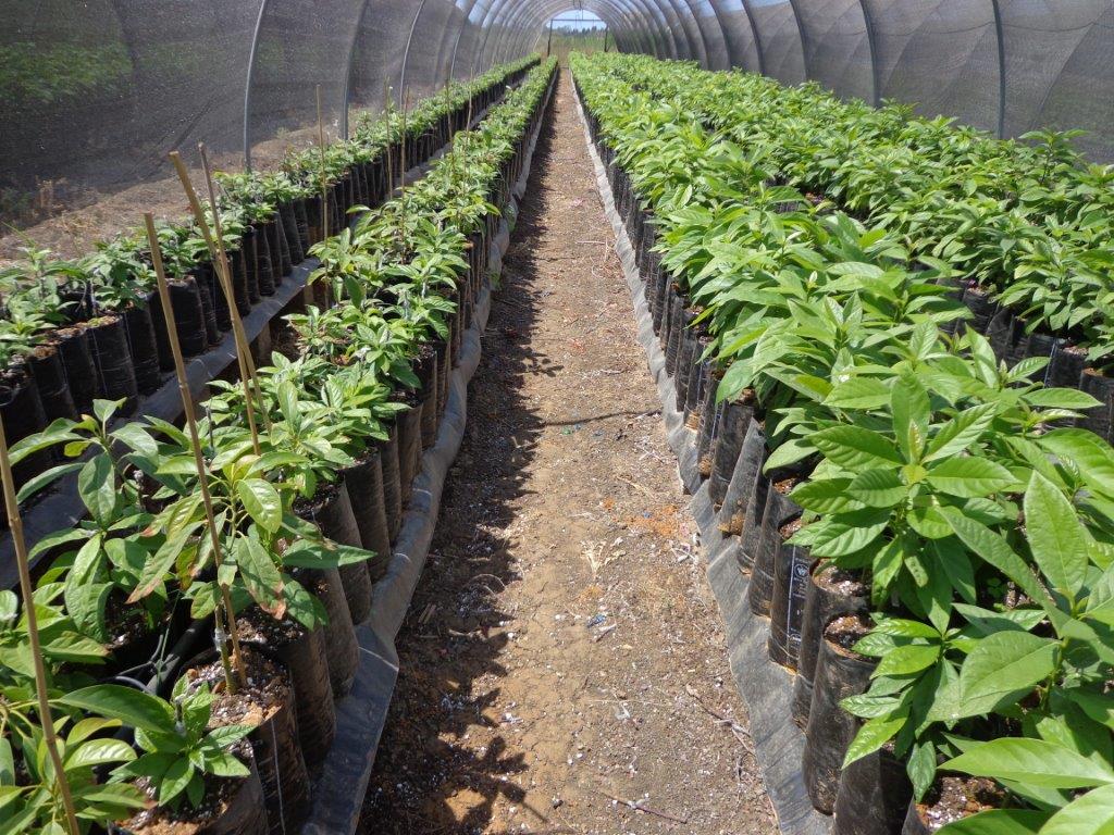 במכון לחקר החקלאות מסכמים פרוייקט ט"ו באב, בזכותו גם אלפי חקלאים ישמרו שמיטה