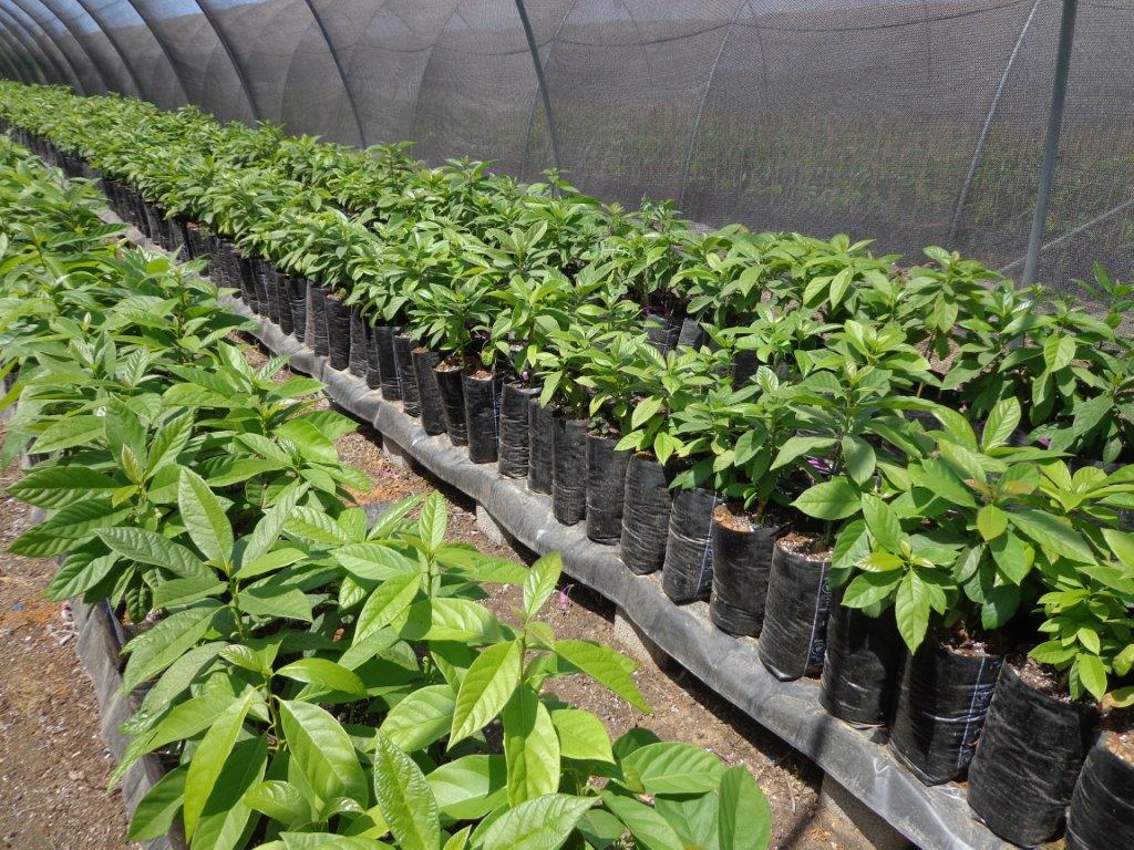 במכון לחקר החקלאות מסכמים פרוייקט ט"ו באב, בזכותו גם אלפי חקלאים ישמרו שמיטה