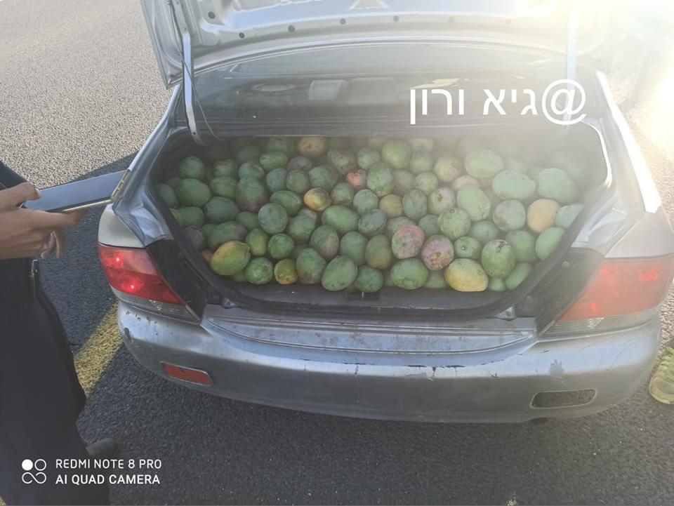 450 ק"ג מנגו נגנבו על שפת הכנרת: הגנבים החביאו את הפרי במושבי הרכב