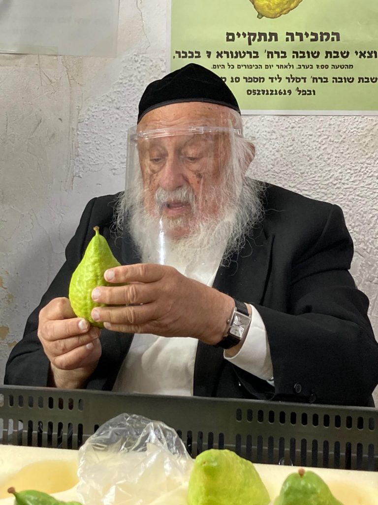 מדריך: כך תבחרו את ארבעת המינים לחג