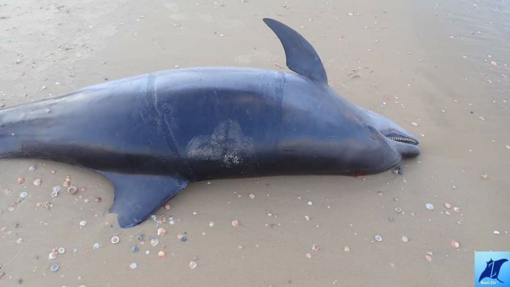 תיעוד: דולפין נסחף אל חופי בת-ים
