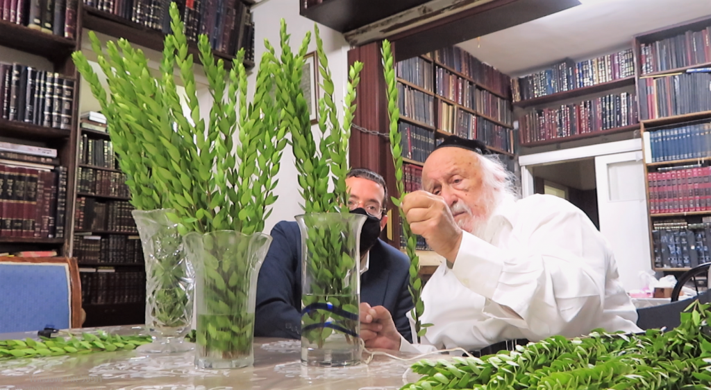 עֲלֵי הֲדַס וַעֲלֵי תְמָרִים: ראש הישיבה הגרב"ד בבחירת הדסים