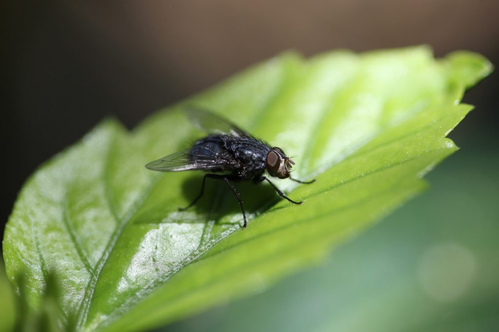 בן 80 פוצץ את ביתו בנסיון להרוג זבוב טורדני • הכותרות שהעסיקו היום את העולם