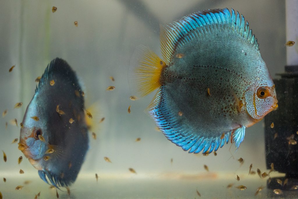 נשיא זמביה מתאבל על מותו של דג: הכותרות שהעסיקו היום את עיתוני העולם