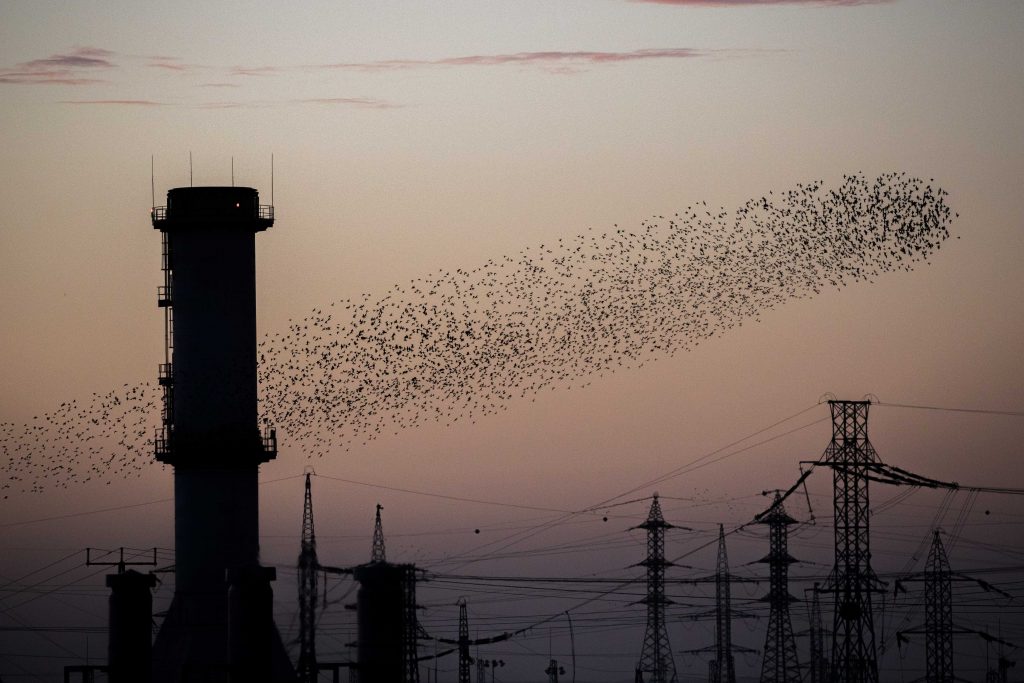 הציפורים מנהלים כלכלת שוק בדומה לבני אדם: מבזקי הכלכלה של 'המחדש' הציפורים מנהלים כלכלת שוק בדומה לבני אדם: מבזקי הכלכלה של 'המחדש'