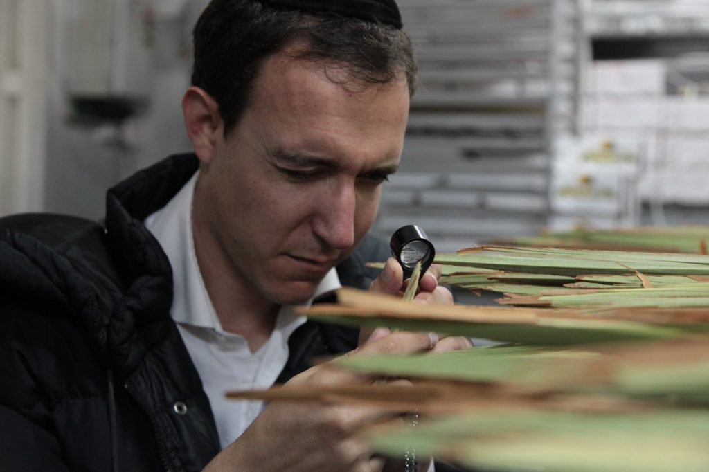 שוק לולבי 'קובין' יעבור מהפך השנה בעקבות הקורונה