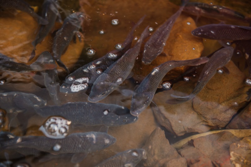 בירת רוסיה: מנייני קפסולות, תשליך, התרת נדרים ומוצאי החג