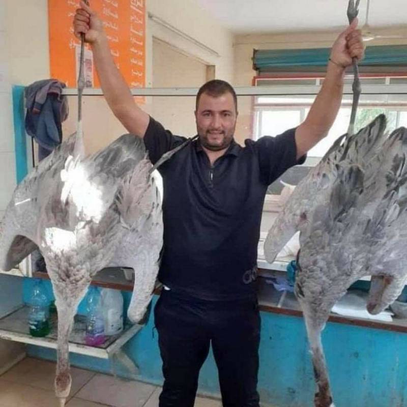 תיעוד: הלבנונים מנצלים את נדידת העגורים לצייד