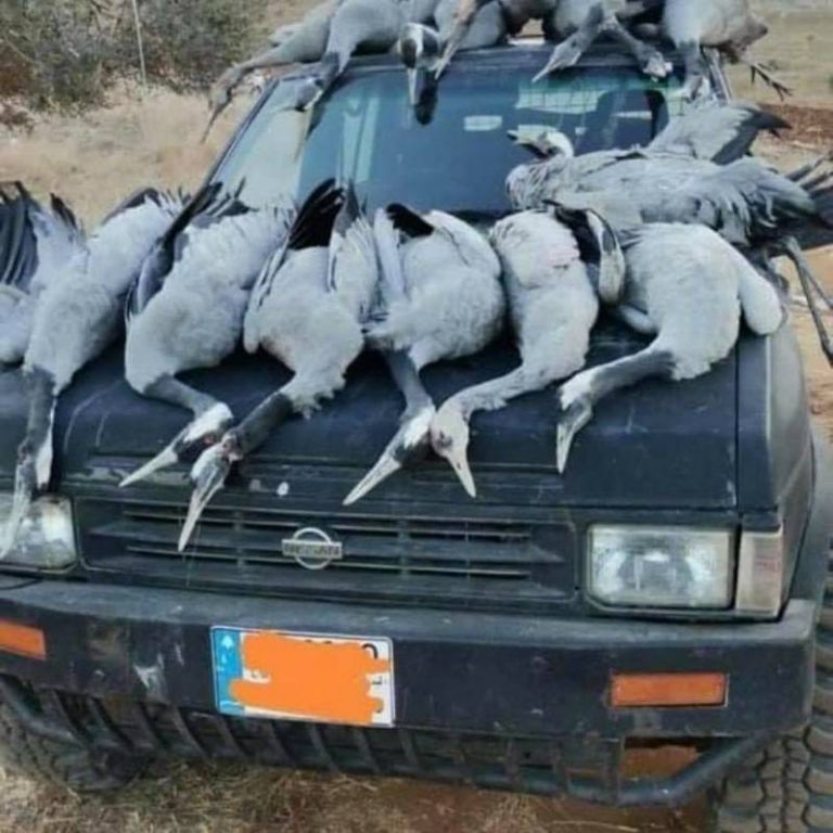 תיעוד: הלבנונים מנצלים את נדידת העגורים לצייד