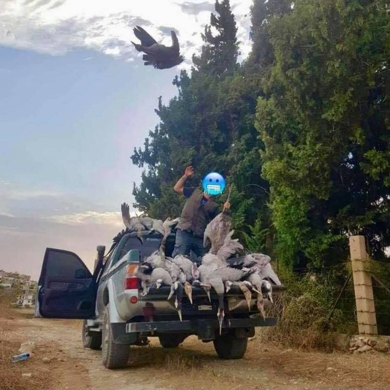 תיעוד: הלבנונים מנצלים את נדידת העגורים לצייד