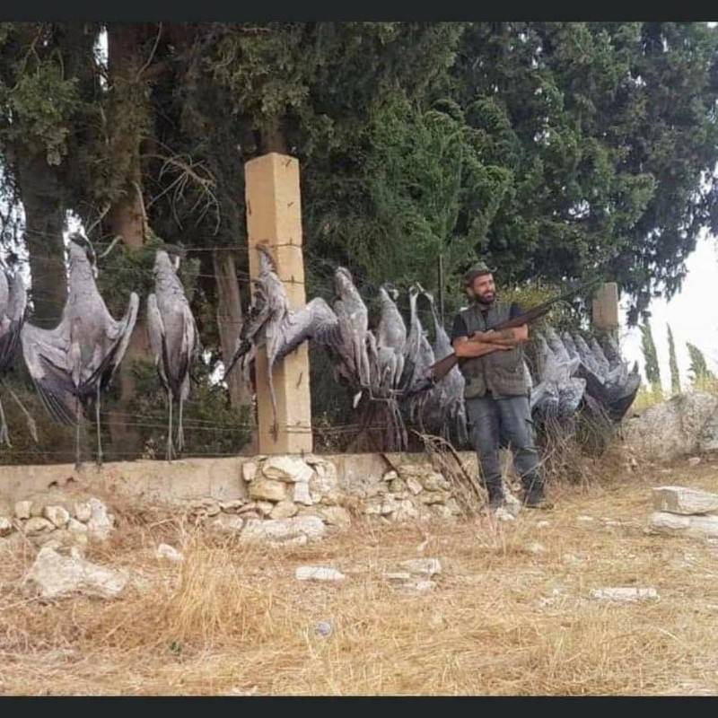 תיעוד: הלבנונים מנצלים את נדידת העגורים לצייד