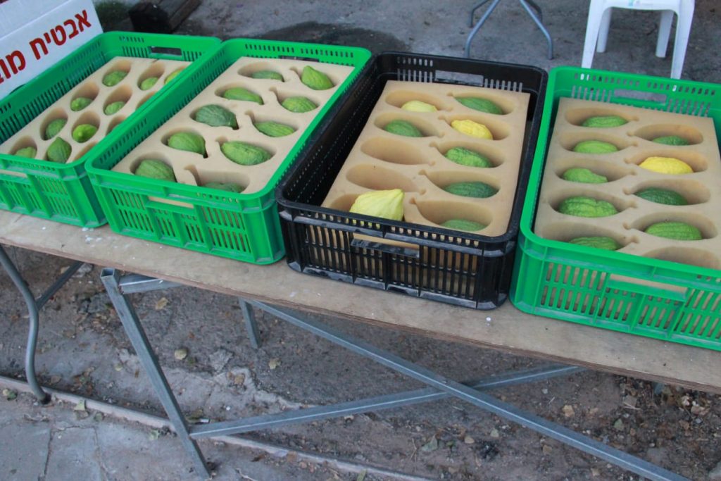 זמן שמחתינו • גלריה חגיגית מבני ברק זמן שמחתינו • גלריה חגיגית מבני ברק