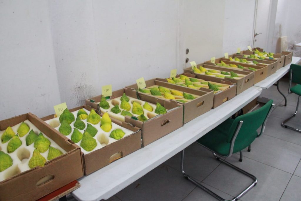 זמן שמחתינו • גלריה חגיגית מבני ברק זמן שמחתינו • גלריה חגיגית מבני ברק