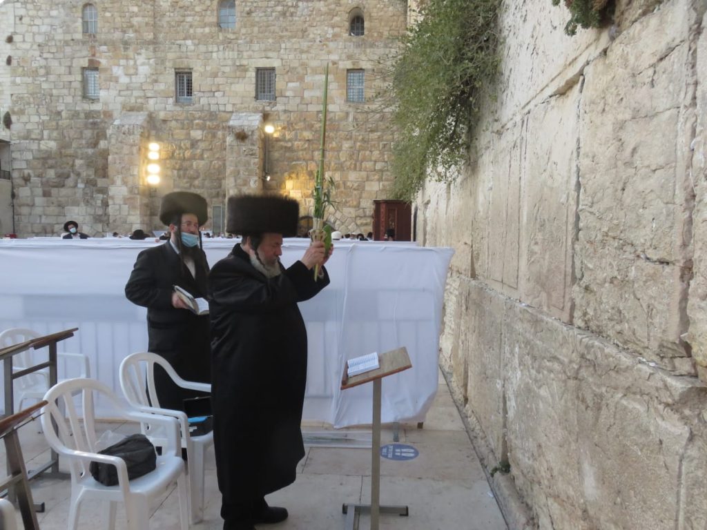 הרבי מזוויעהל בנטילת לולב בכותל המערבי • גלריה