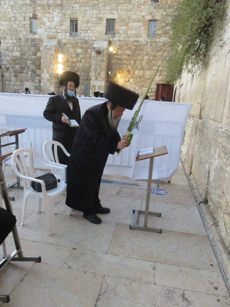 הרבי מזוויעהל בנטילת לולב בכותל המערבי • גלריה