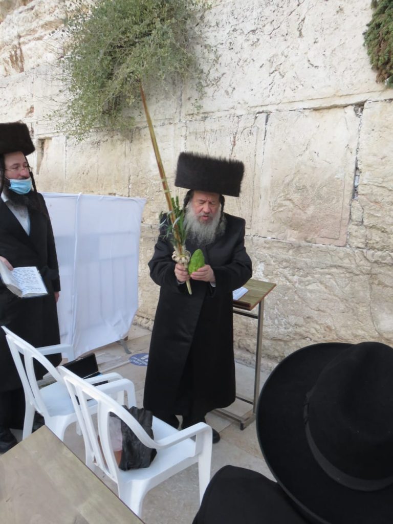 הרבי מזוויעהל בנטילת לולב בכותל המערבי • גלריה