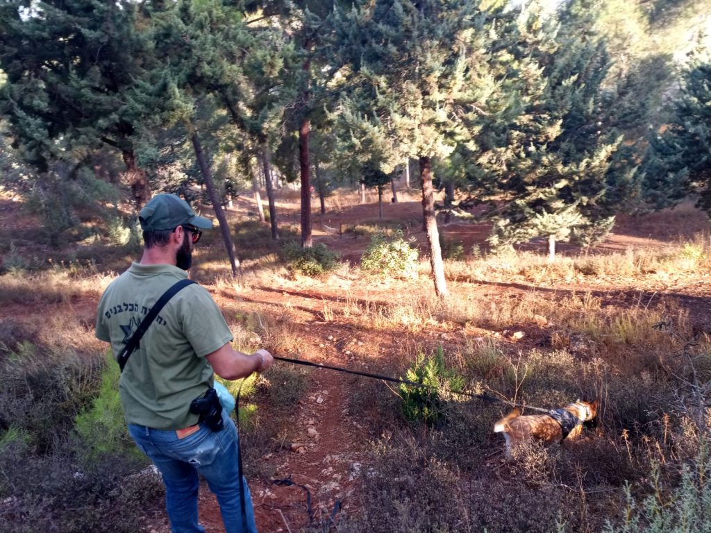 נעדרת בירושלים: יחידת הכלבנים פעלה עד למציאת הגופה ל"ע • צפו נעדרת בירושלים: יחידת הכלבנים פעלה עד למציאת הגופה ל"ע • צפו