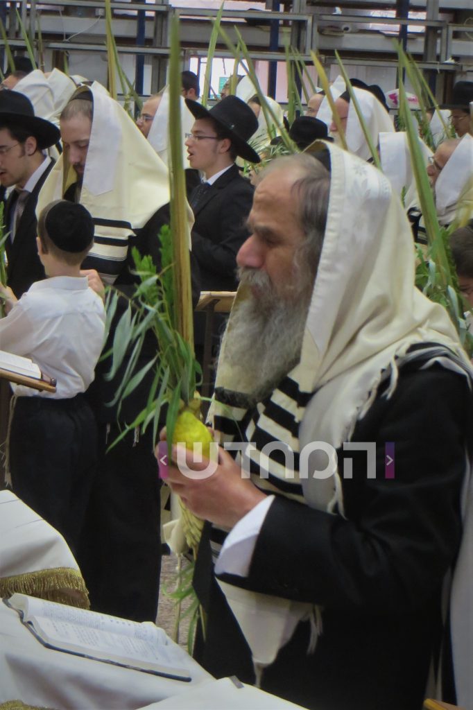 גלריה מיוחדת: גדולי הדור זצוק"ל בנטילת לולב