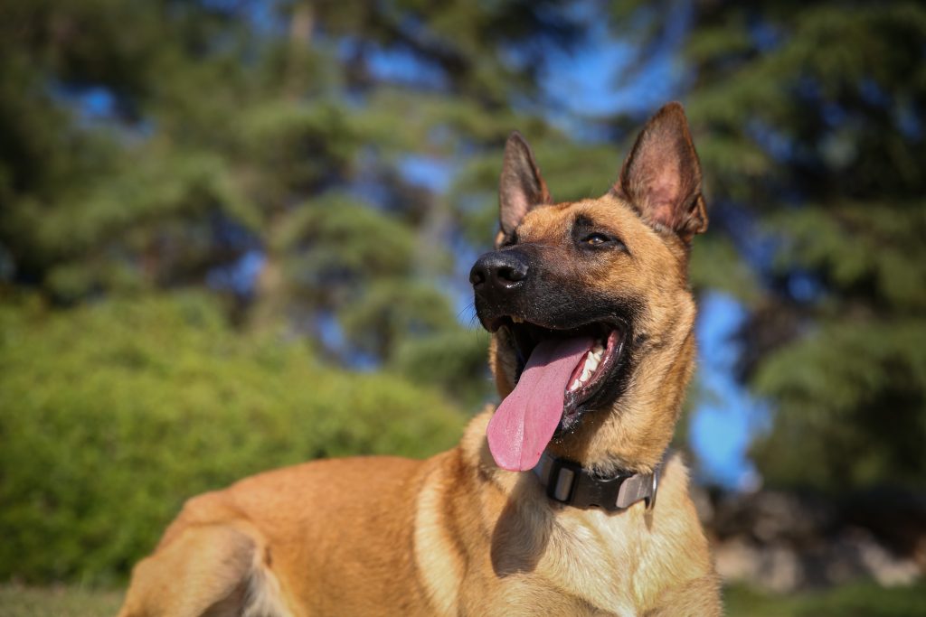 עיירה בקנטקי בחרה בכלב לראשות העיר • הכותרות מהעולם עיירה בקנטקי בחרה בכלב לראשות העיר • הכותרות מהעולם