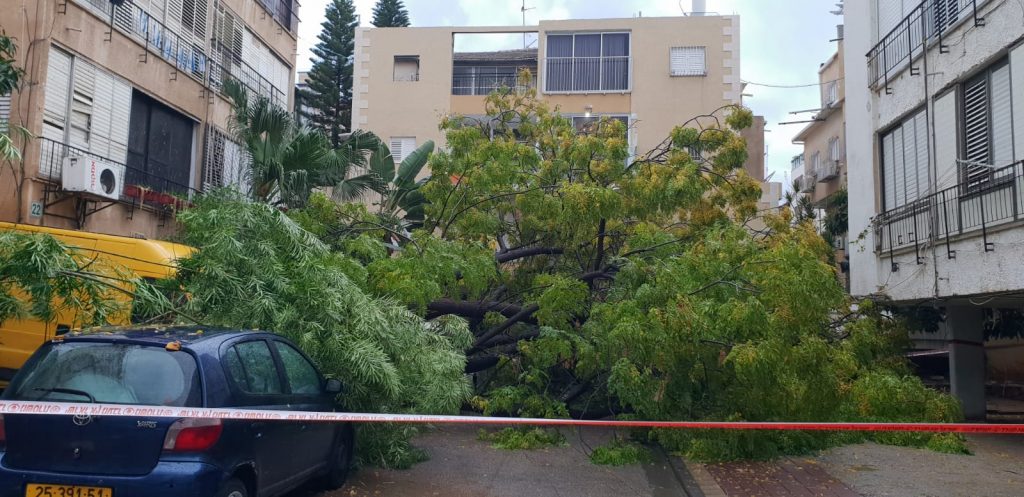 נס בבני ברק: עץ ענקי קרס בלב העיר • צפו: