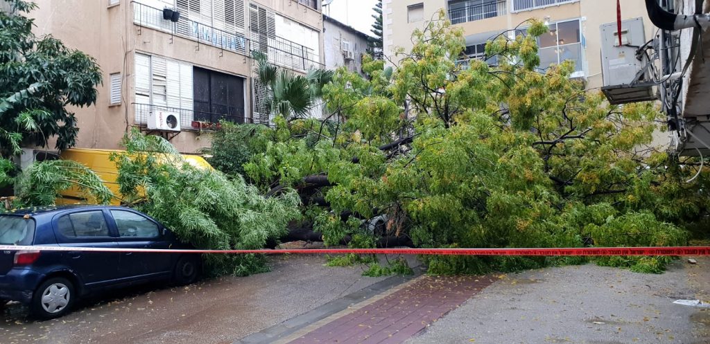 נס בבני ברק: עץ ענקי קרס בלב העיר • צפו: