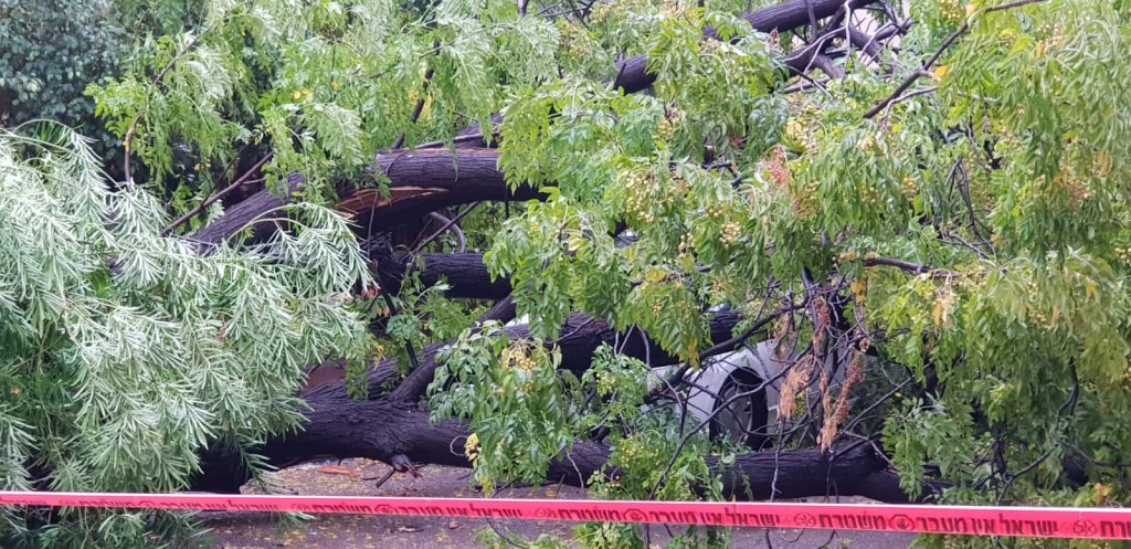 נס בבני ברק: עץ ענקי קרס בלב העיר • צפו: