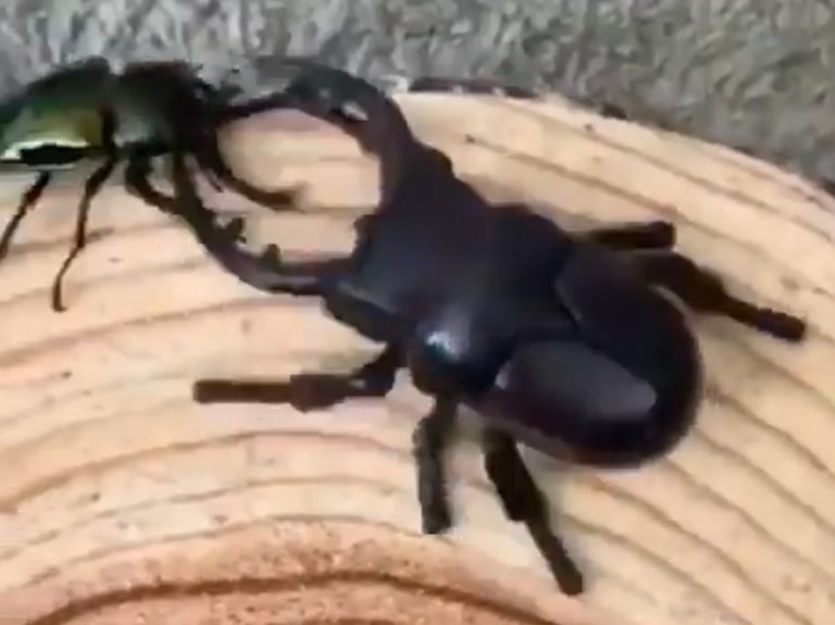 מי מנצח? חיפושית מול רובוט