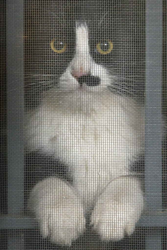 מטוס 'אל על' מקורקע בגלל חתול • הכותרות מהעולם