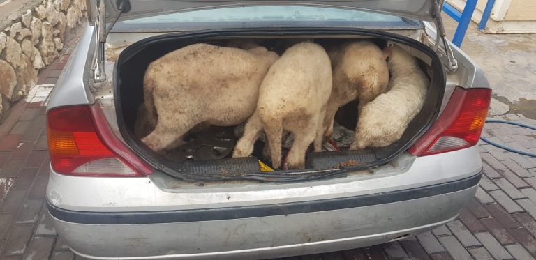 נהג נעצר על דיבור בנייד, השוטרים זיהו קולות של טלאים מתא המטען