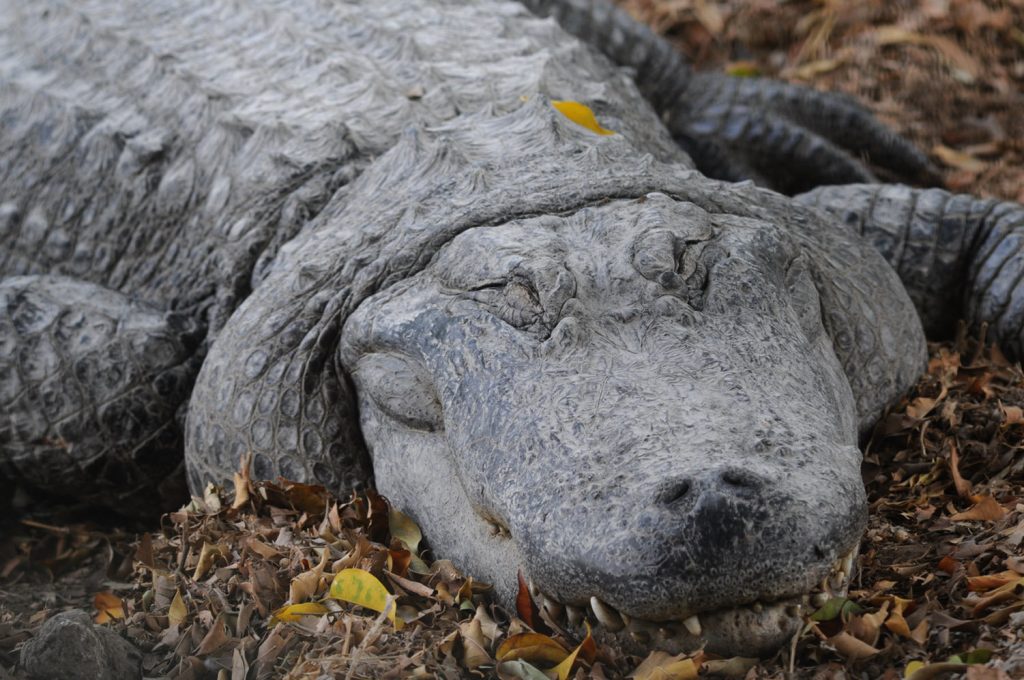מת התנין של היטלר • הכותרות מהעולם מת התנין של היטלר • הכותרות מהעולם
