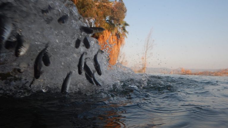 לשיפור איכות המים: 50,000 דגיגי בורי נוספו לכנרת