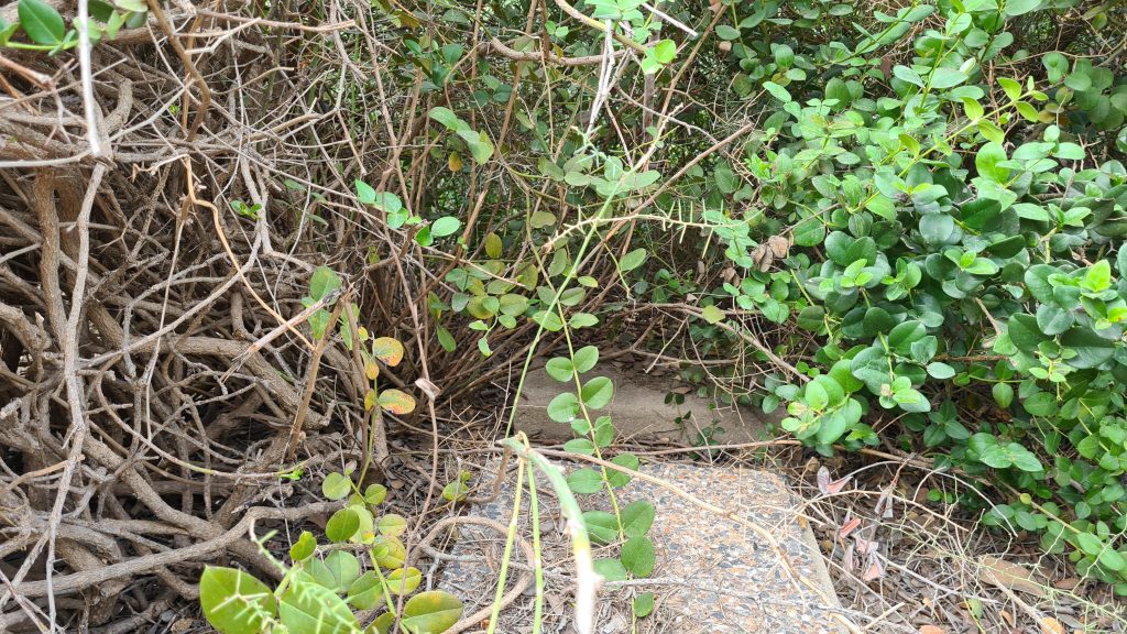 סערת ההזנחה בבית הקברות היהודי ביפו נמשכת • תיעוד