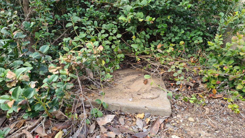 סערת ההזנחה בבית הקברות היהודי ביפו נמשכת • תיעוד