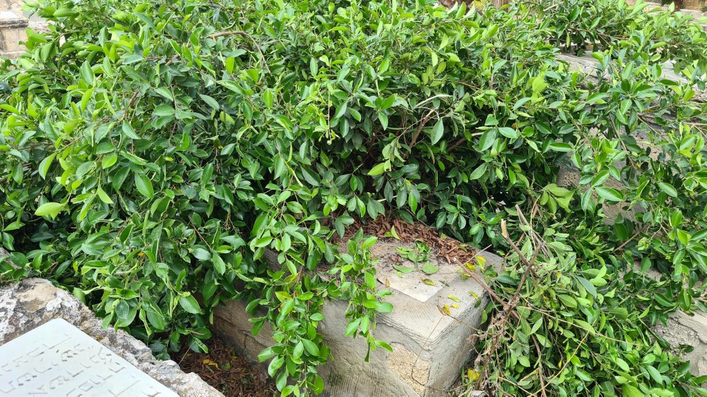 סערת ההזנחה בבית הקברות היהודי ביפו נמשכת • תיעוד