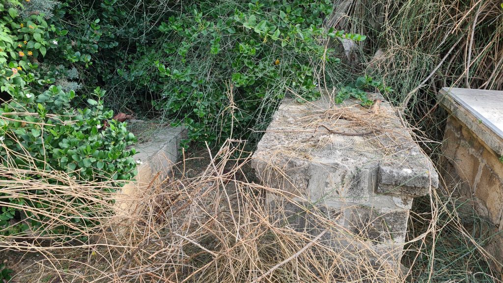 סערת ההזנחה בבית הקברות היהודי ביפו נמשכת • תיעוד