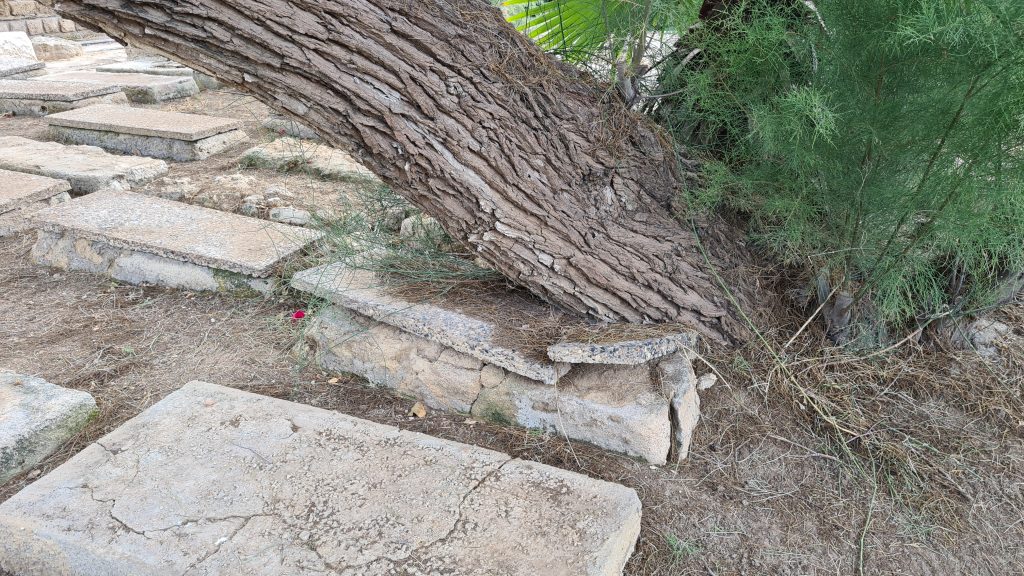 סערת ההזנחה בבית הקברות היהודי ביפו נמשכת • תיעוד