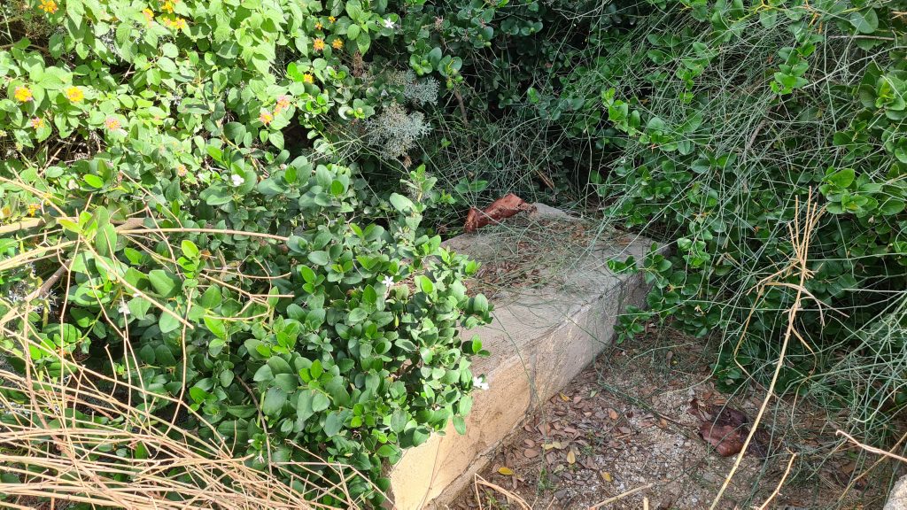 סערת ההזנחה בבית הקברות היהודי ביפו נמשכת • תיעוד