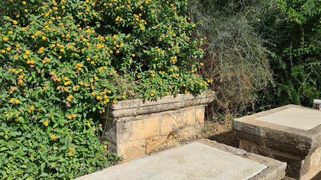 סערת ההזנחה בבית הקברות היהודי ביפו נמשכת • תיעוד