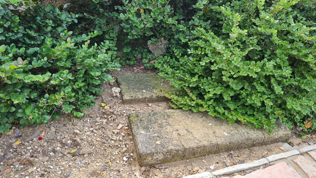 סערת ההזנחה בבית הקברות היהודי ביפו נמשכת • תיעוד