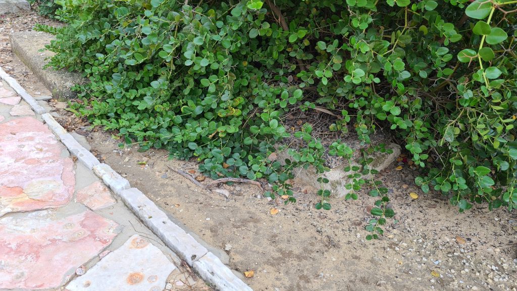 סערת ההזנחה בבית הקברות היהודי ביפו נמשכת • תיעוד