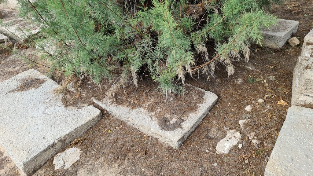 סערת ההזנחה בבית הקברות היהודי ביפו נמשכת • תיעוד