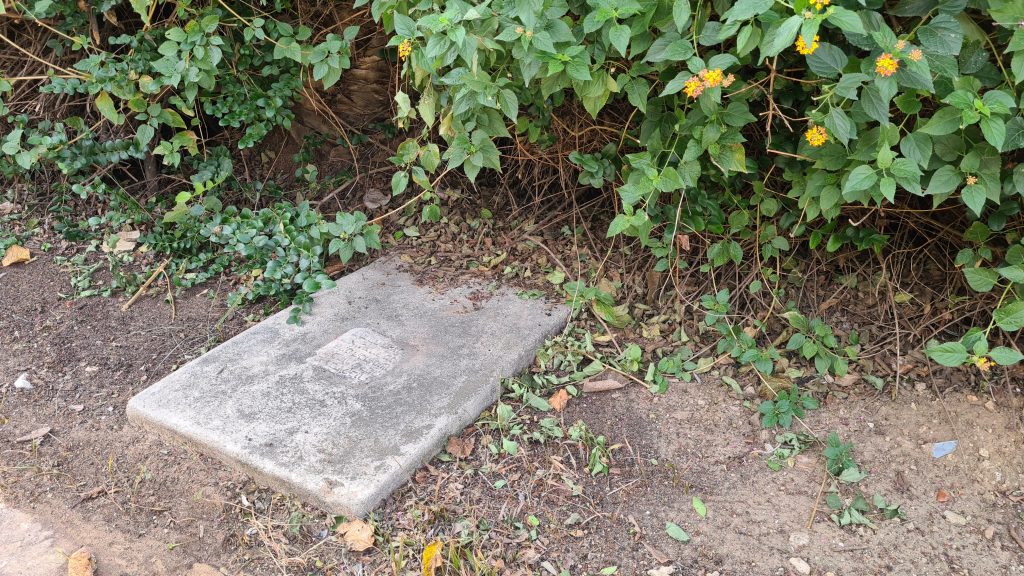 סערת ההזנחה בבית הקברות היהודי ביפו נמשכת • תיעוד