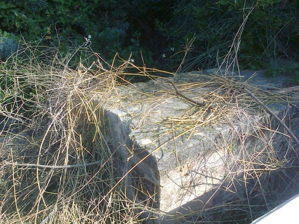 תיעוד: הזנחה משוועת בבית הקברות היהודי העתיק ביפו