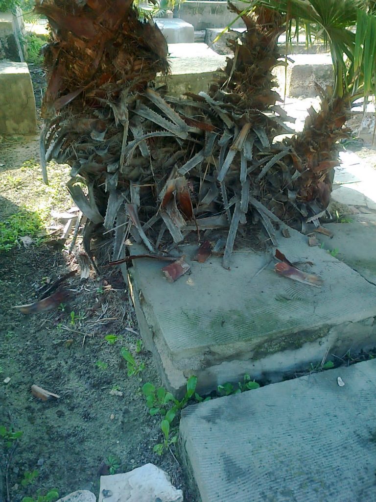 תיעוד: הזנחה משוועת בבית הקברות היהודי העתיק ביפו